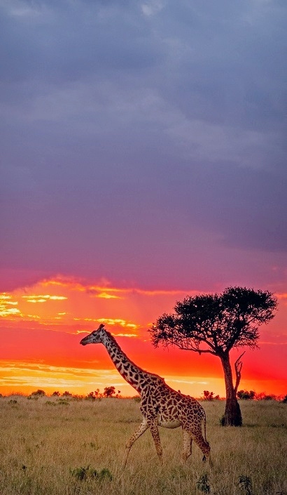 Maasai Mara safari guide